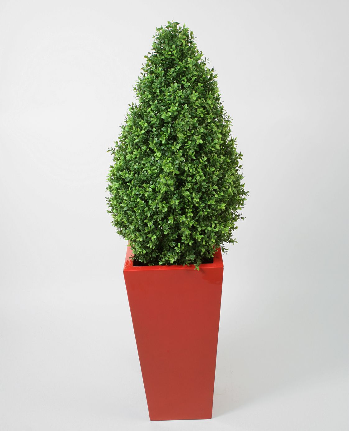 Boxwood