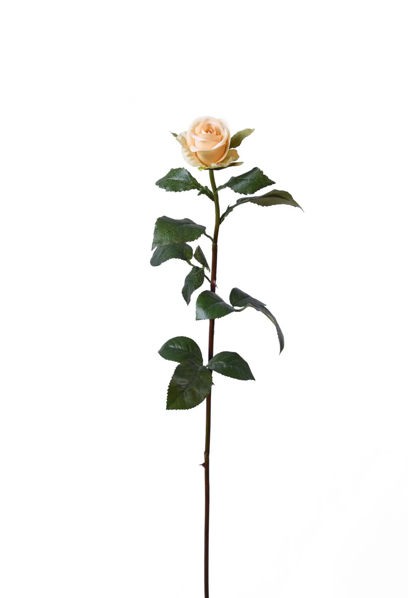 Rose Bud