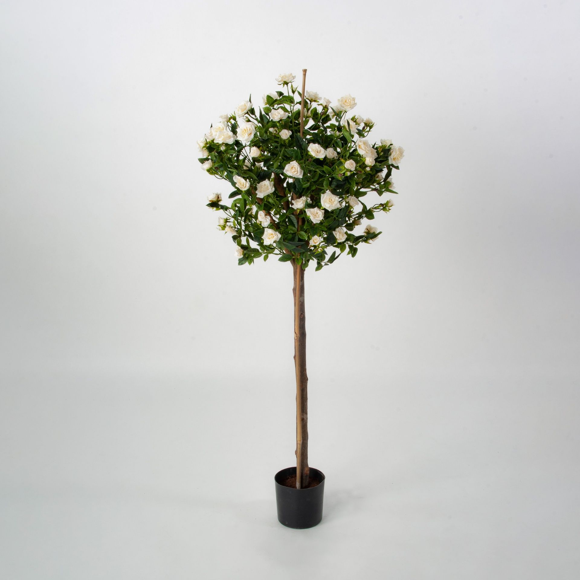 Rose Tree