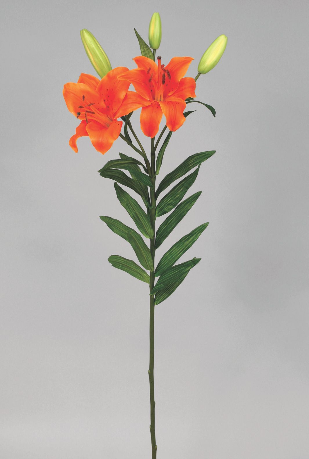 Lily