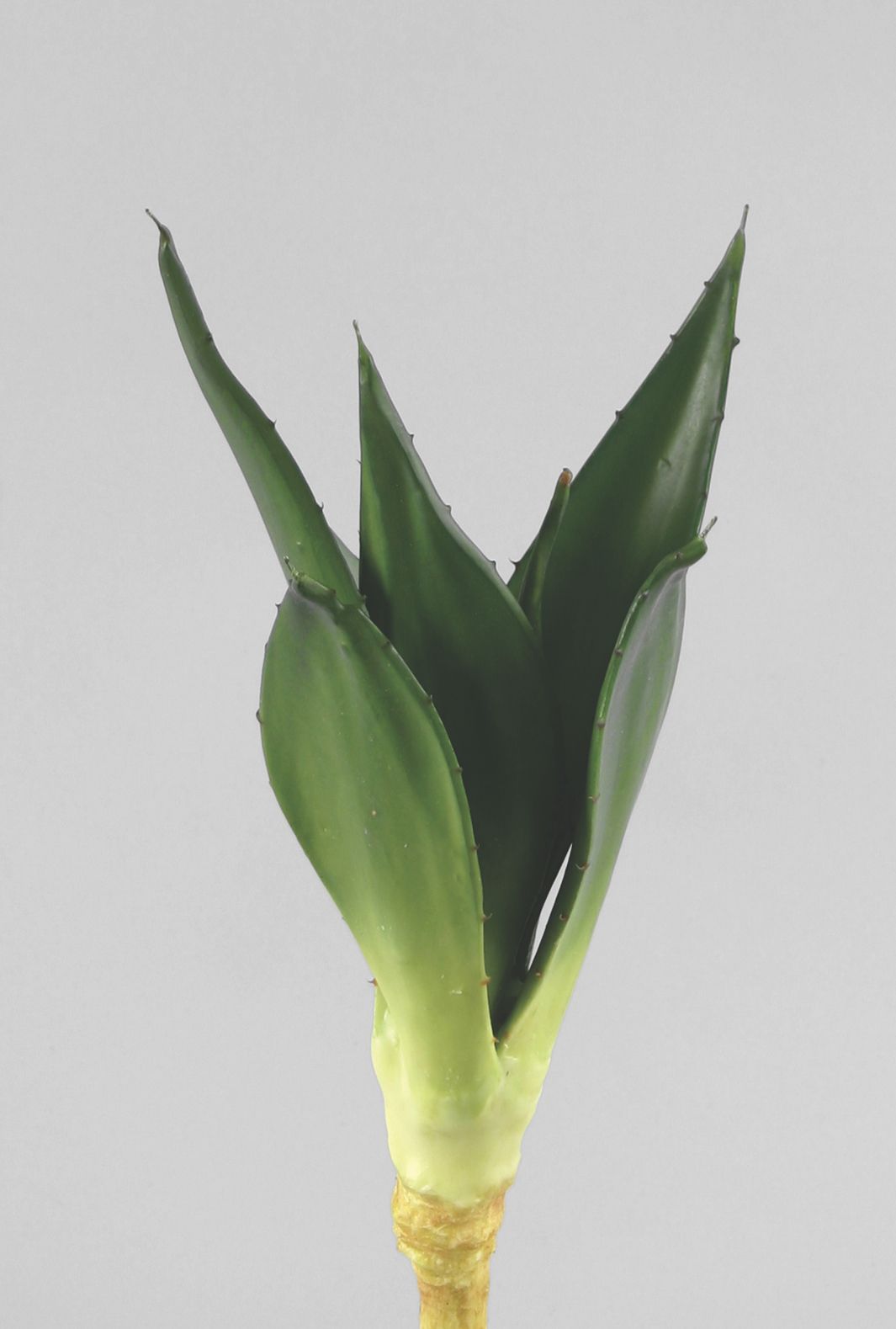 agave 
