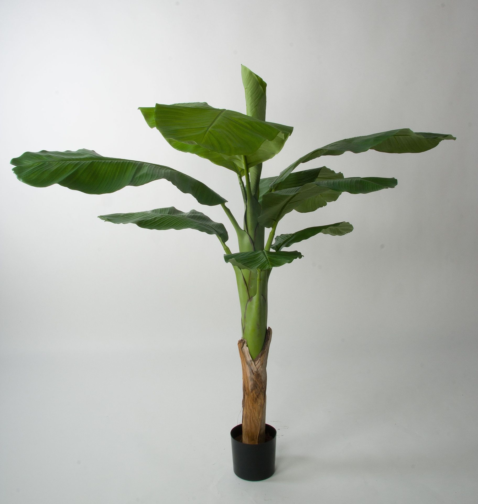 Banana Palm
