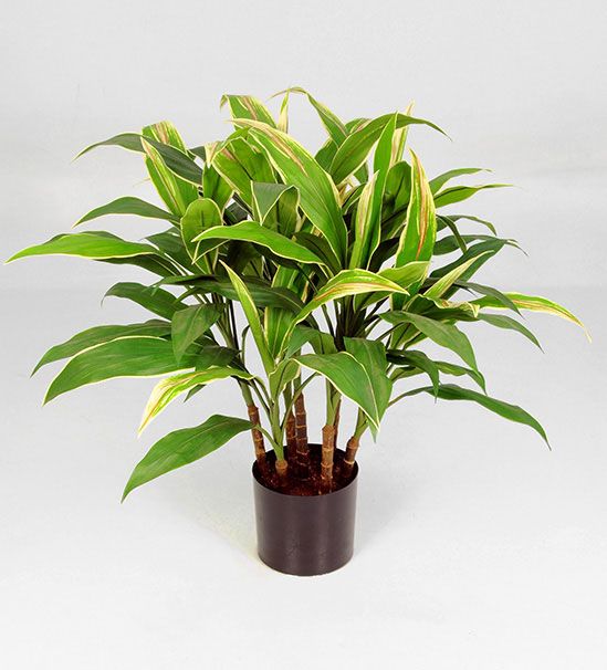Cordyline