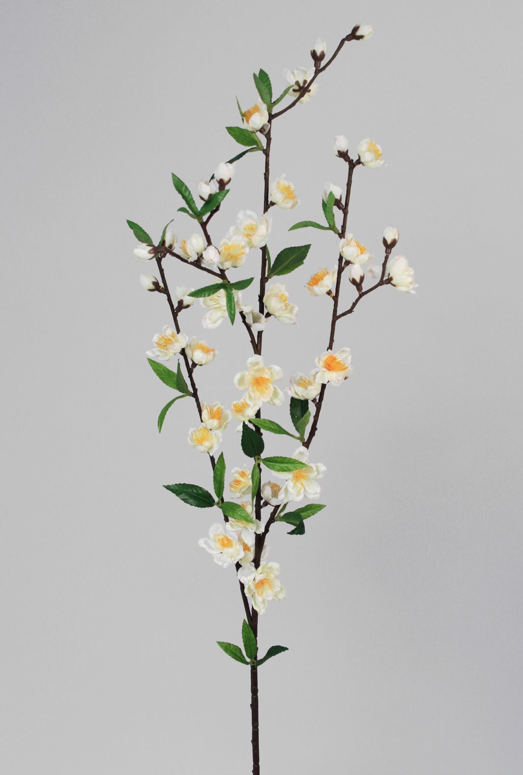 Cherry Blossom