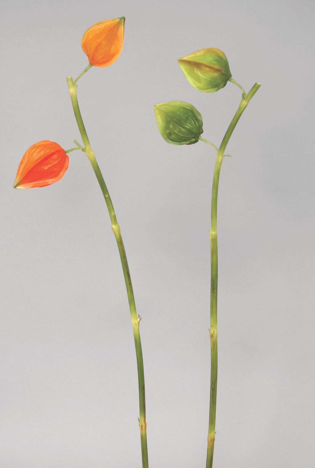 chinese lantern 