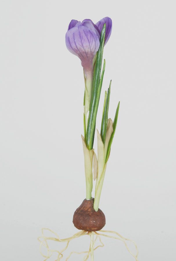 Crocus