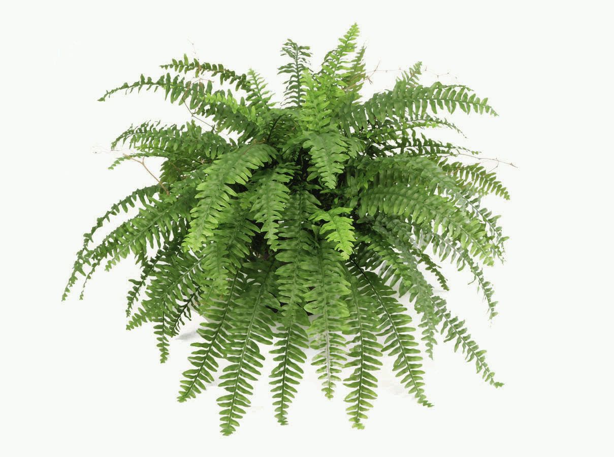 Boston Fern