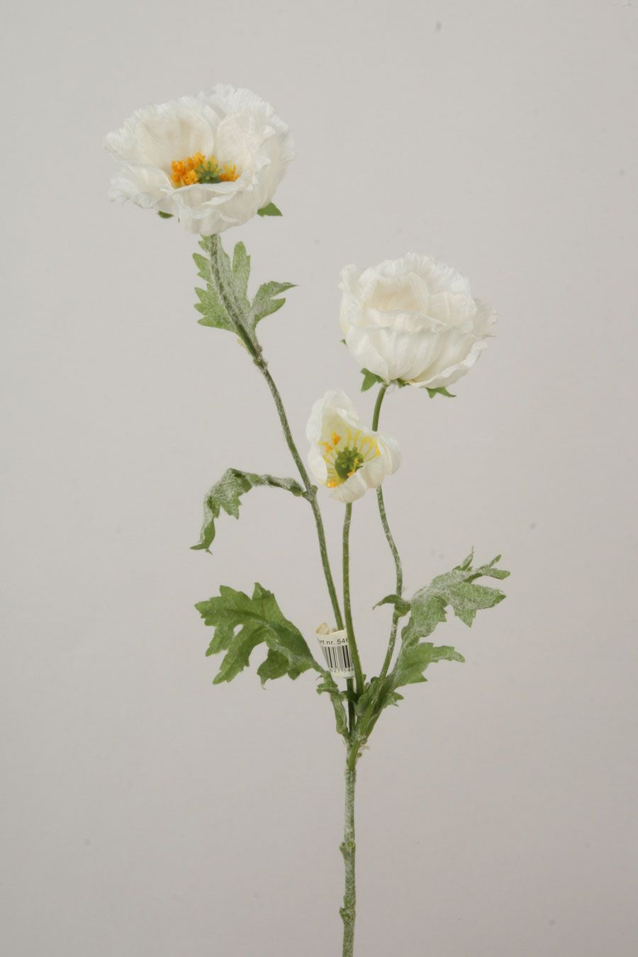 Poppy cream 