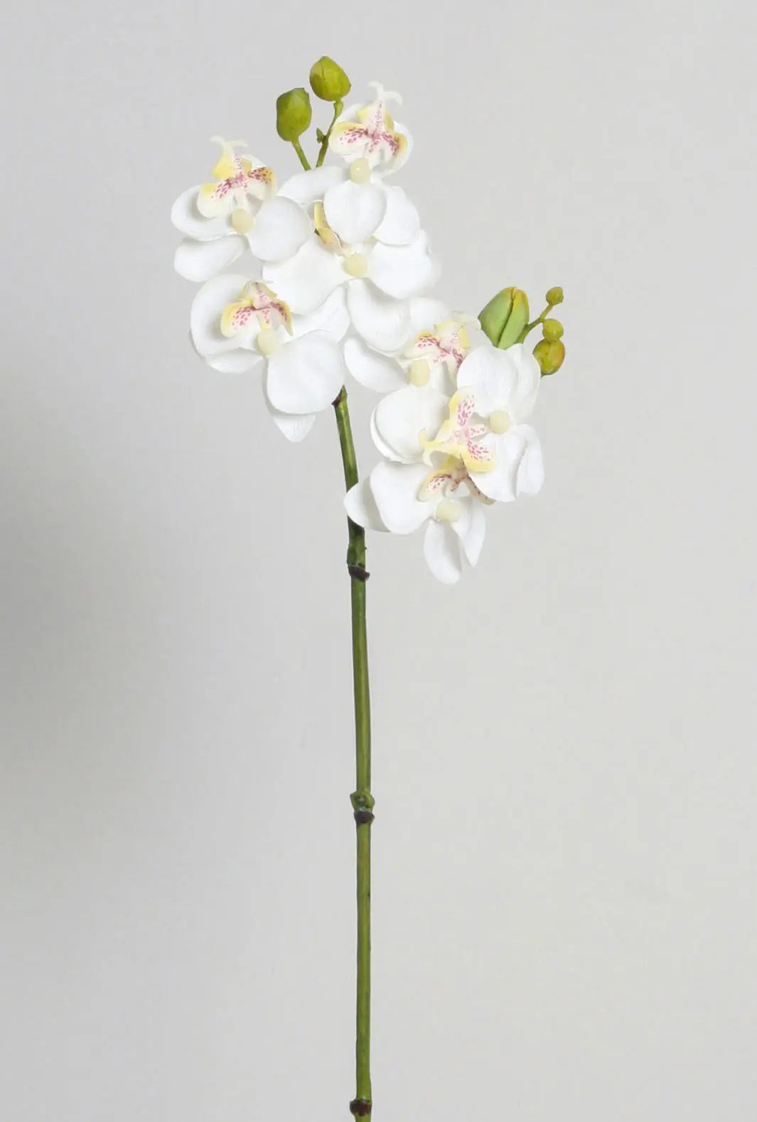 Orchid