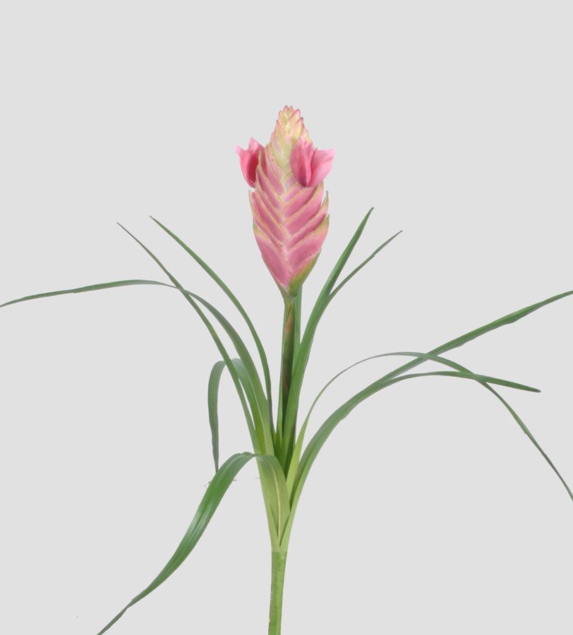 tillandsia  