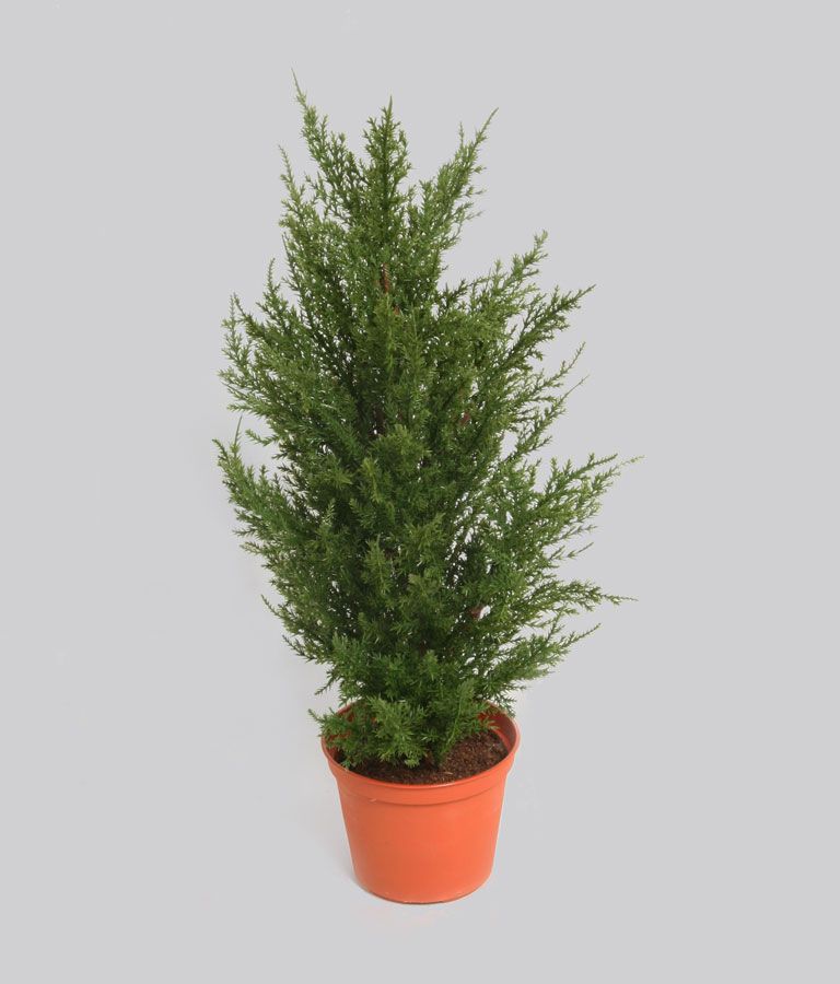 Cypress
