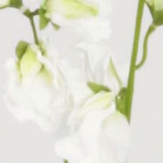lathyrus