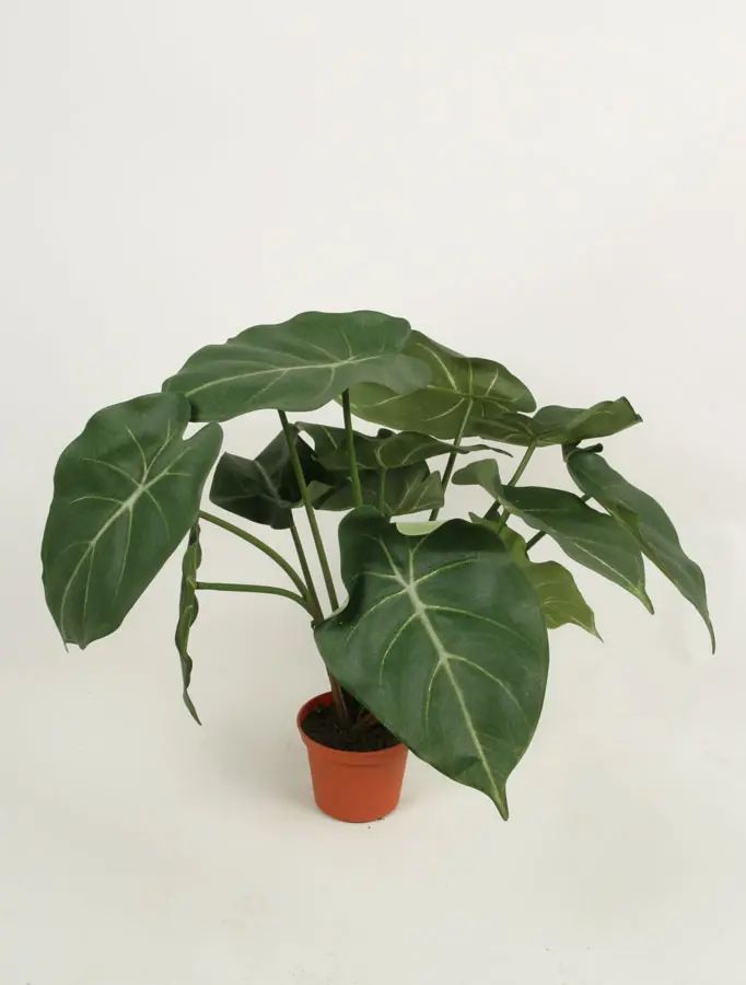 Syngonium 