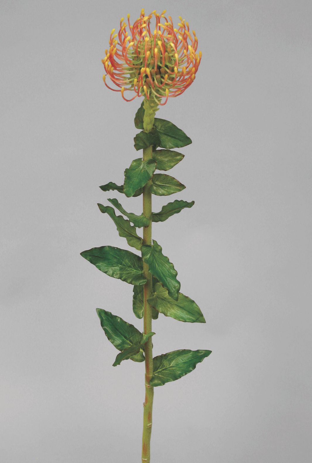 Leucospermum 
