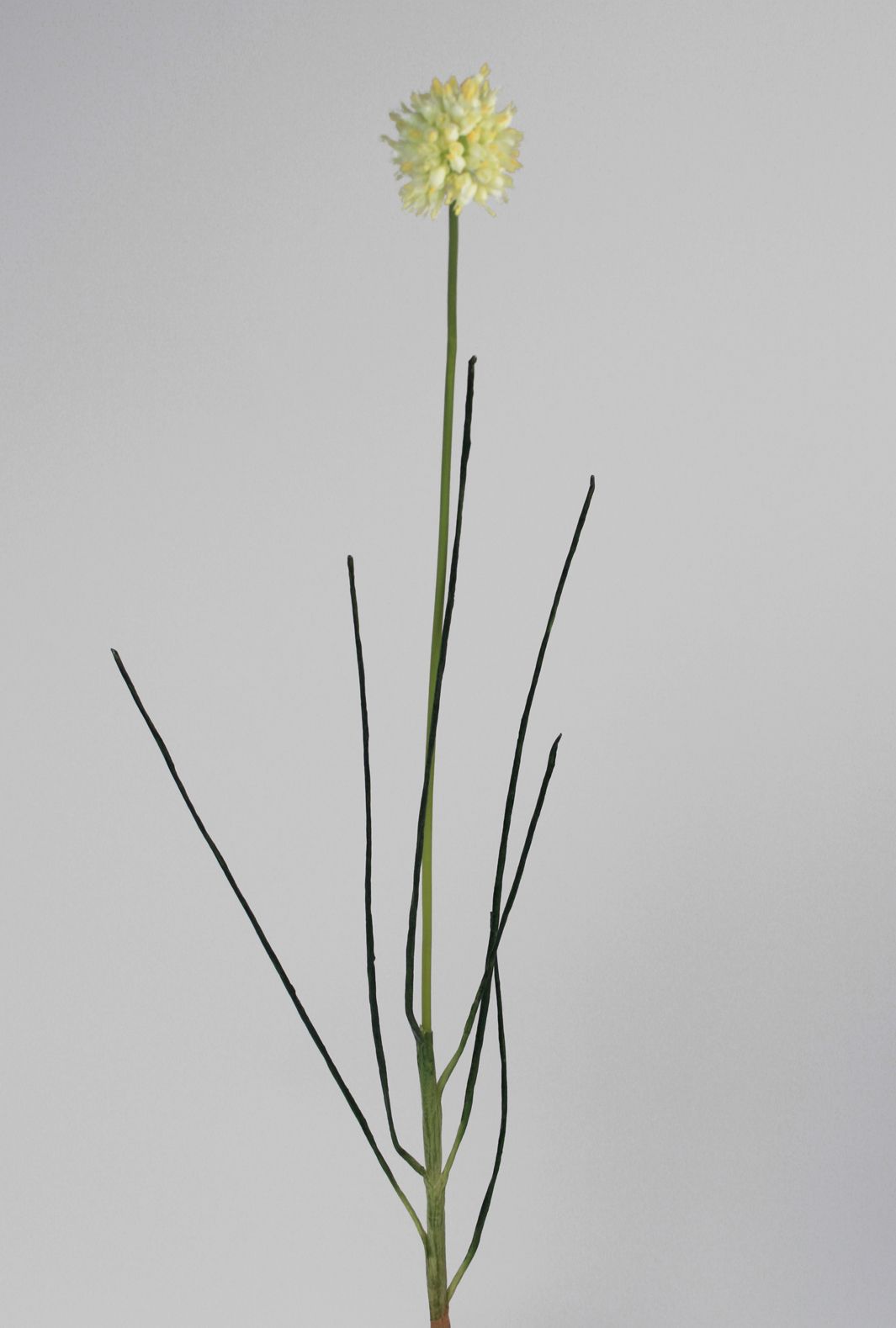 allium white 