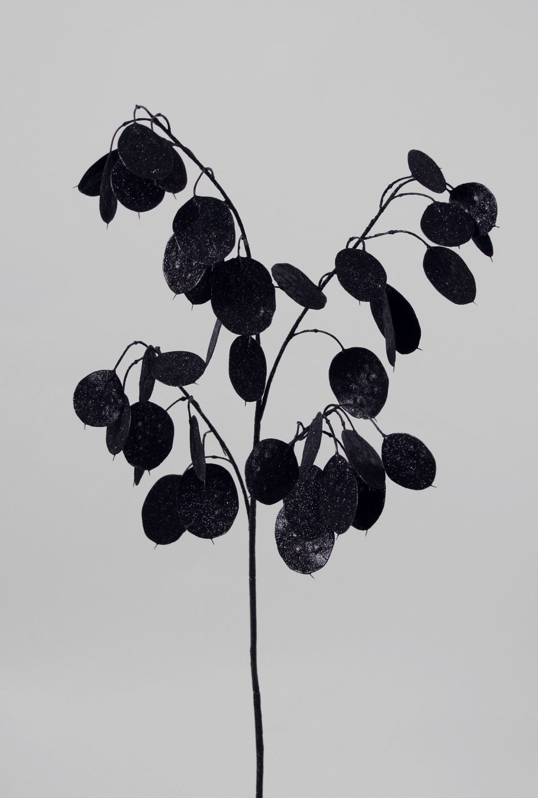 Silver dollar black 