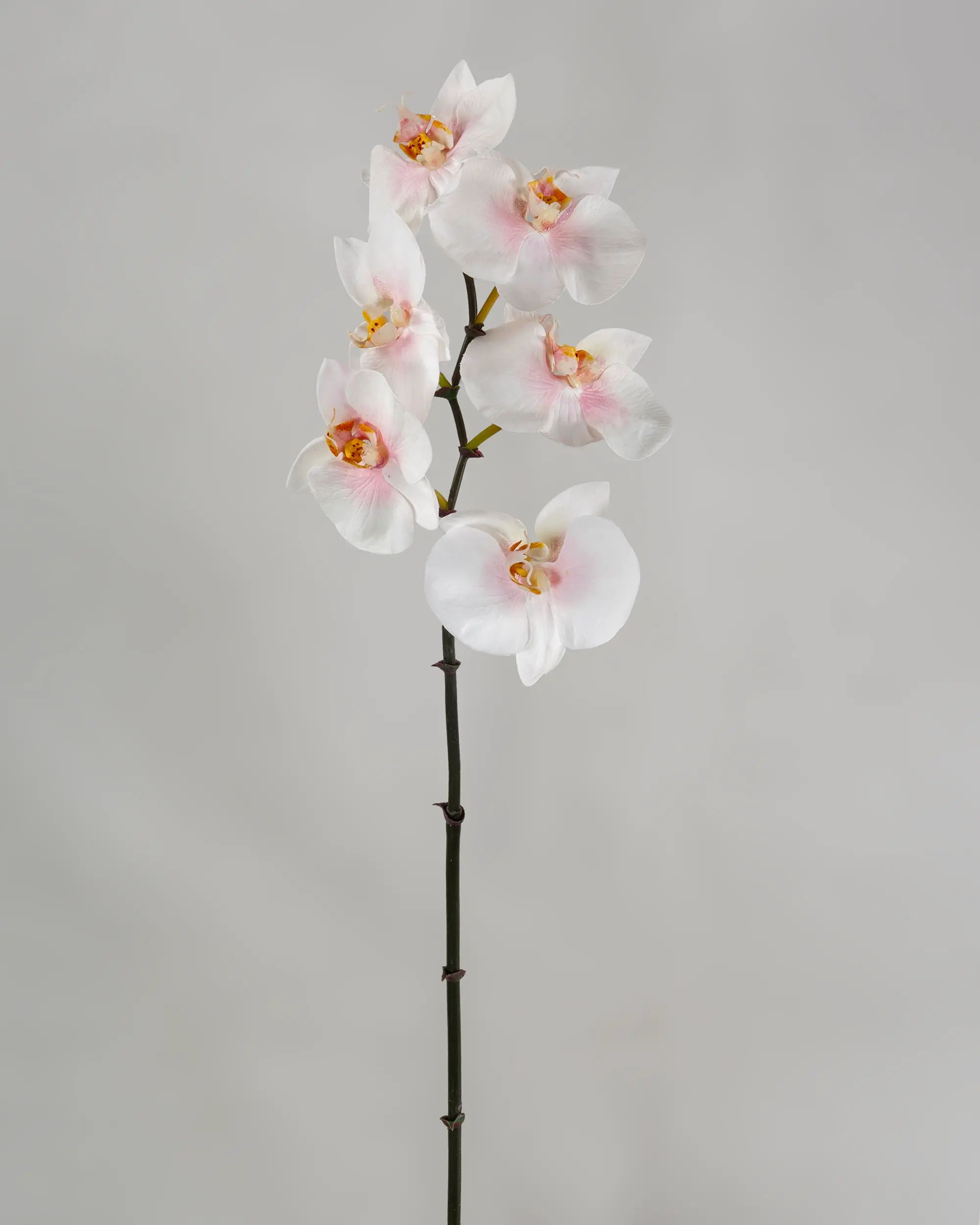 Orchid