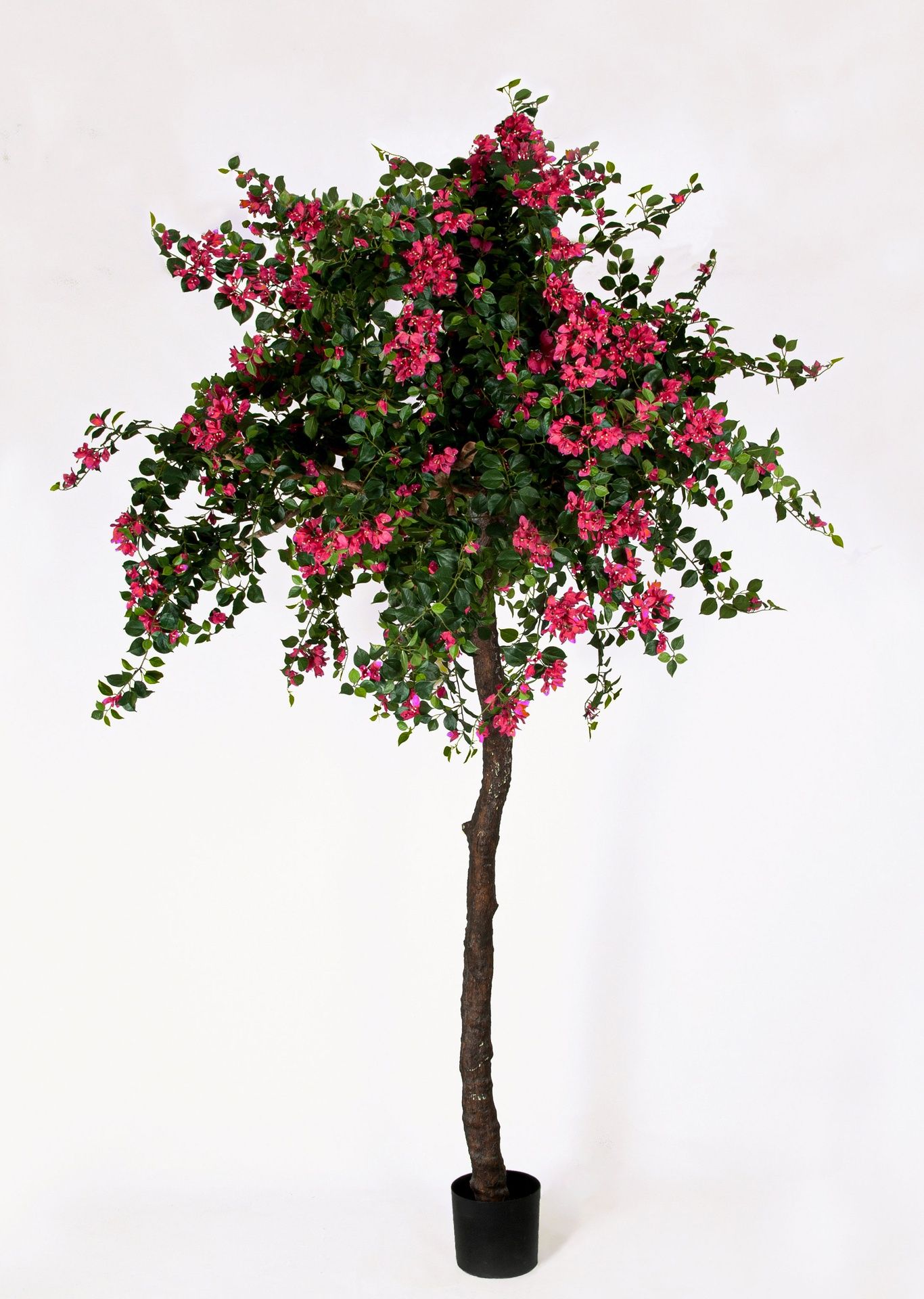 bougainvillea 