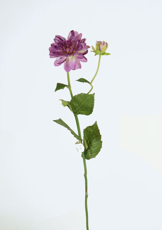 Dahlia