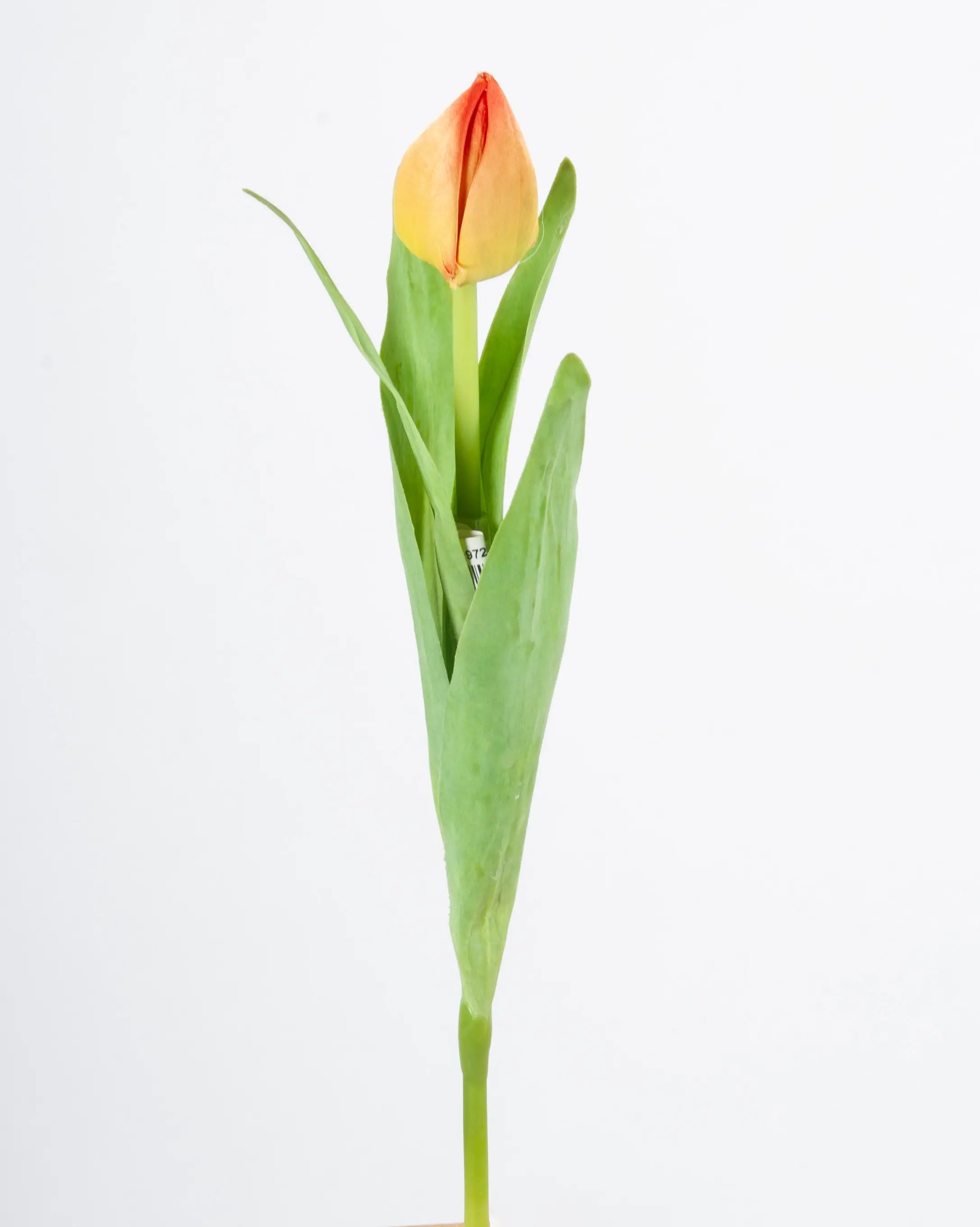 Tulip Bud