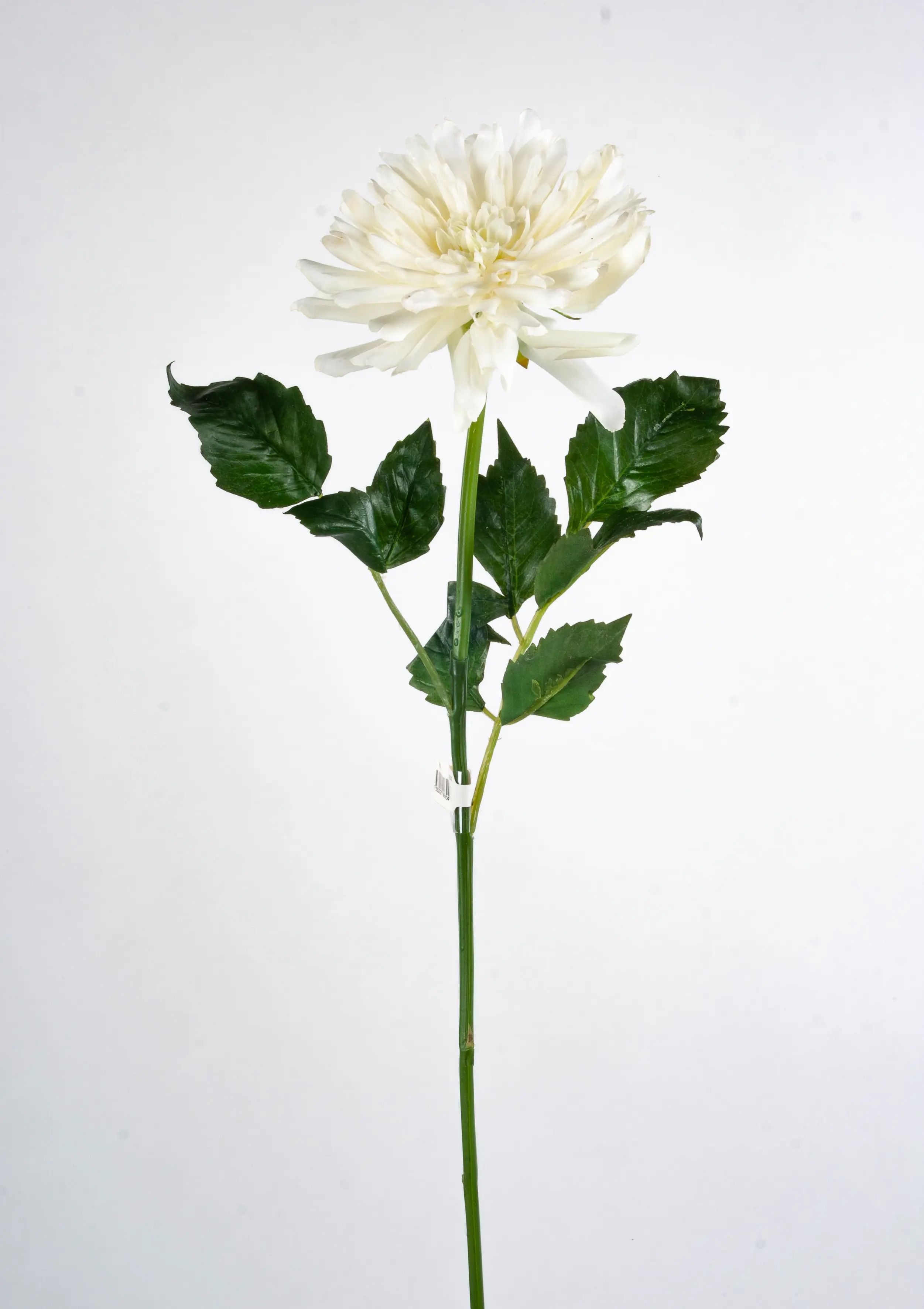 Decorative Dahlia