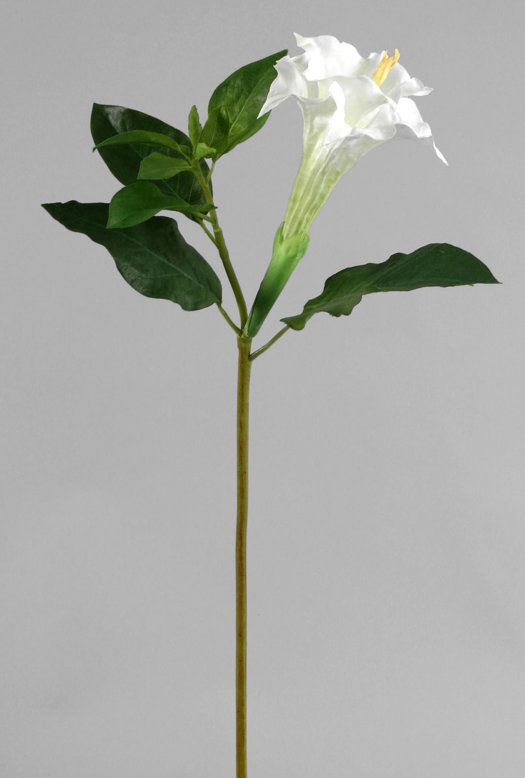 Datura