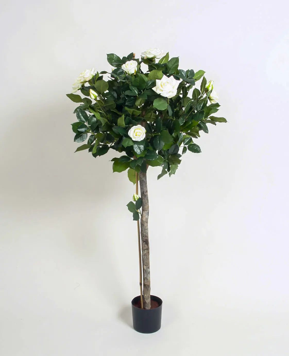 Lady Rose