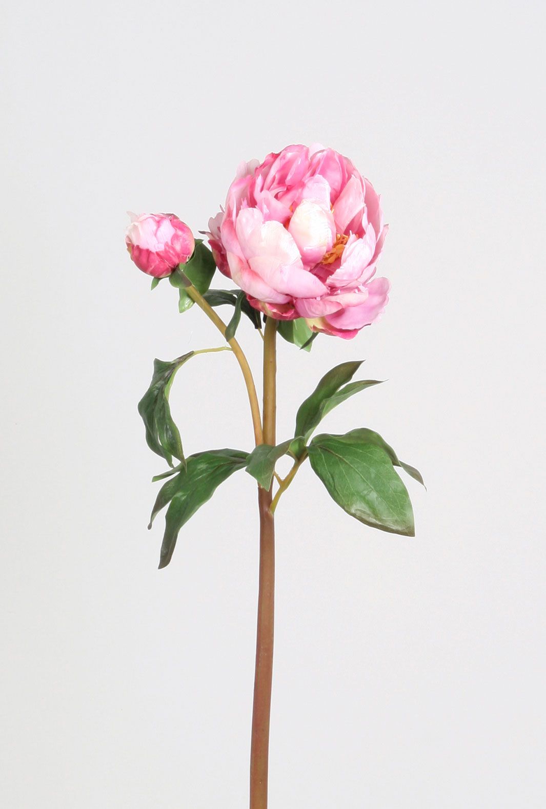 peony bud pink 