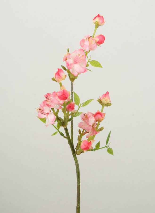 Peach Blossom