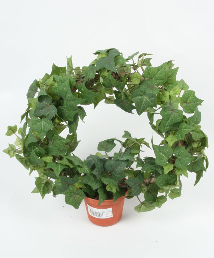 Ivy