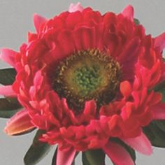 Aster