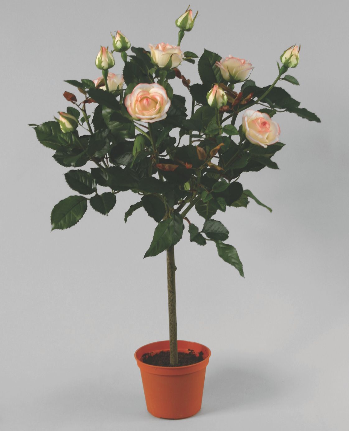 Lady Rose