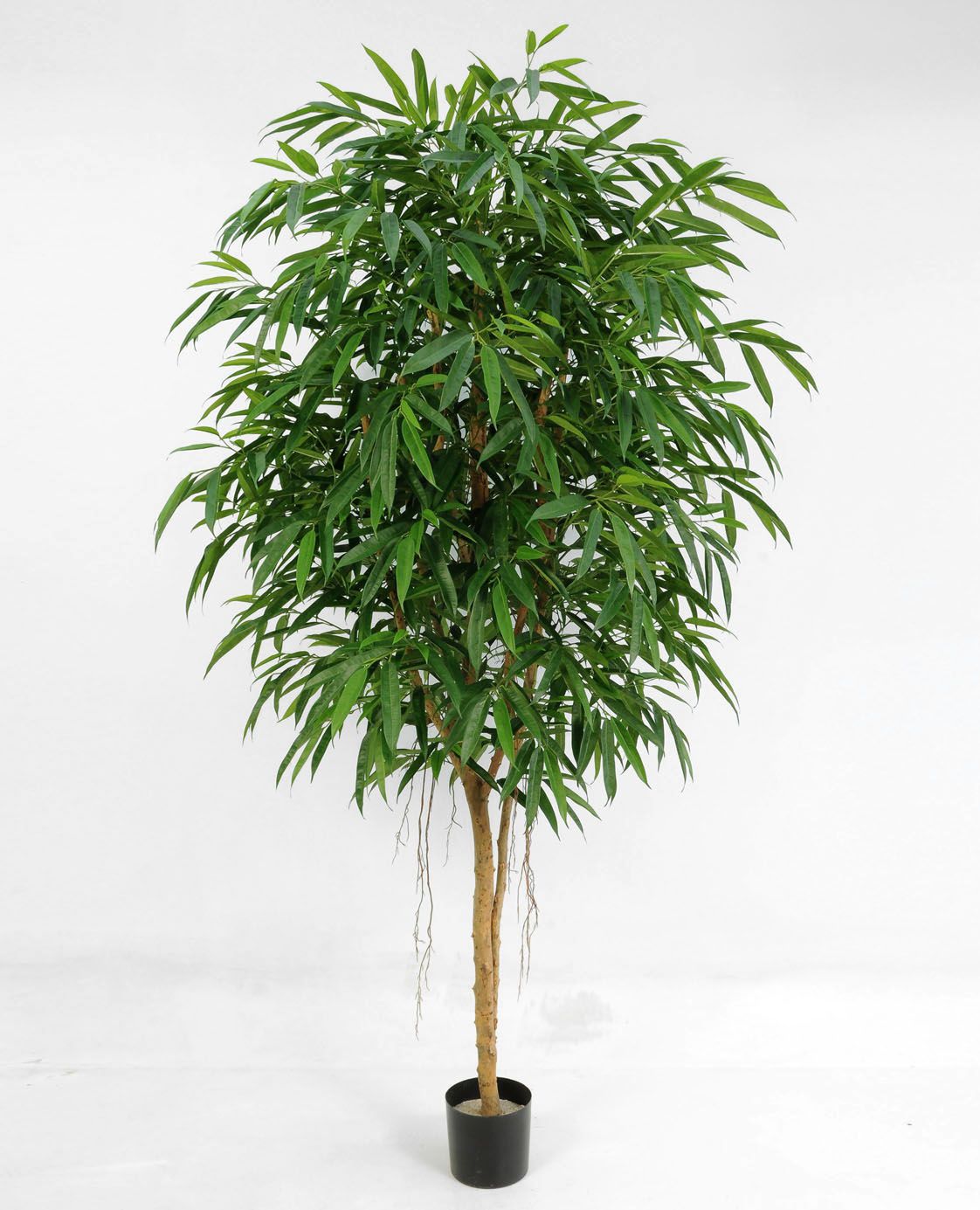 Longifolia 