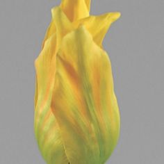 Tulip lily flowered 