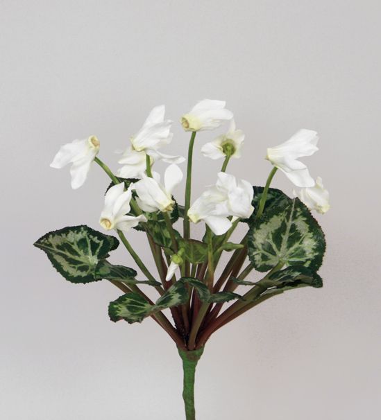 Cyclamen