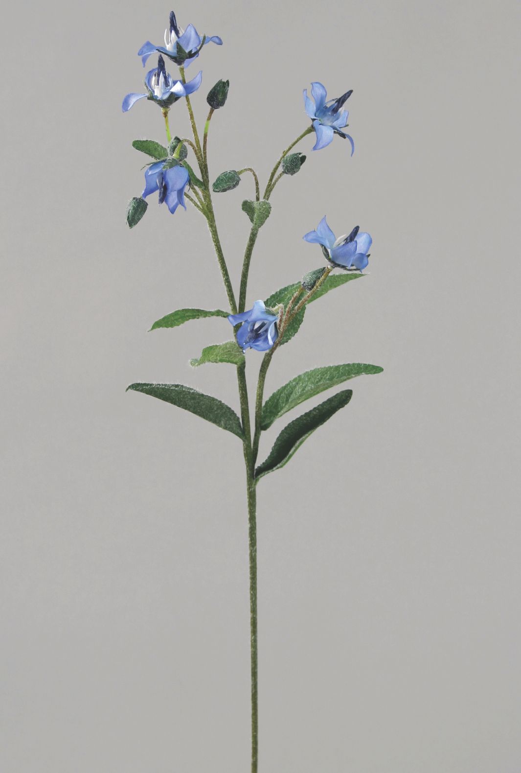 boraginaceae blue 