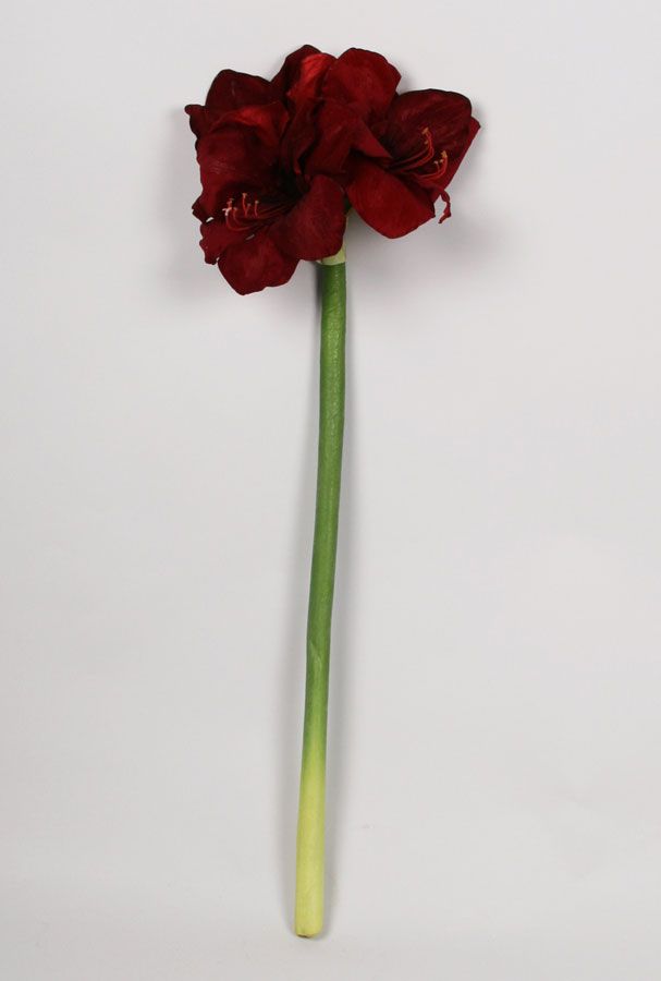 Amaryllis