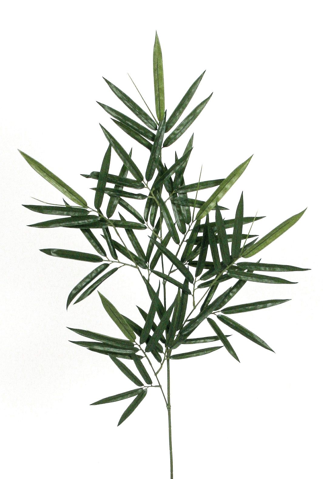 new bamboo