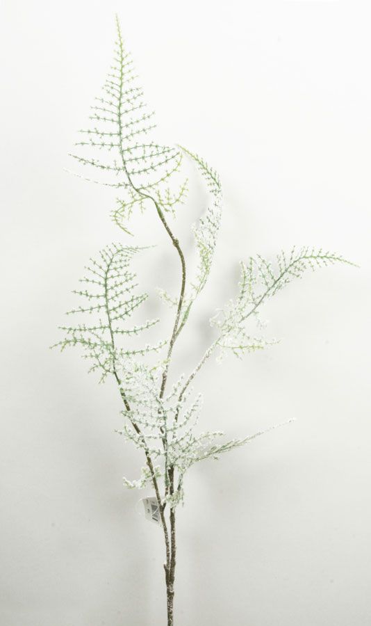 asparagus iced 