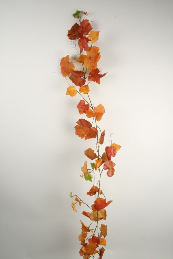 grape vine 