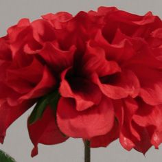Dahlia