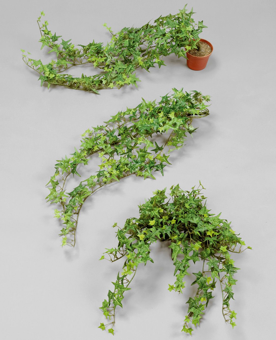 Ivy Potted