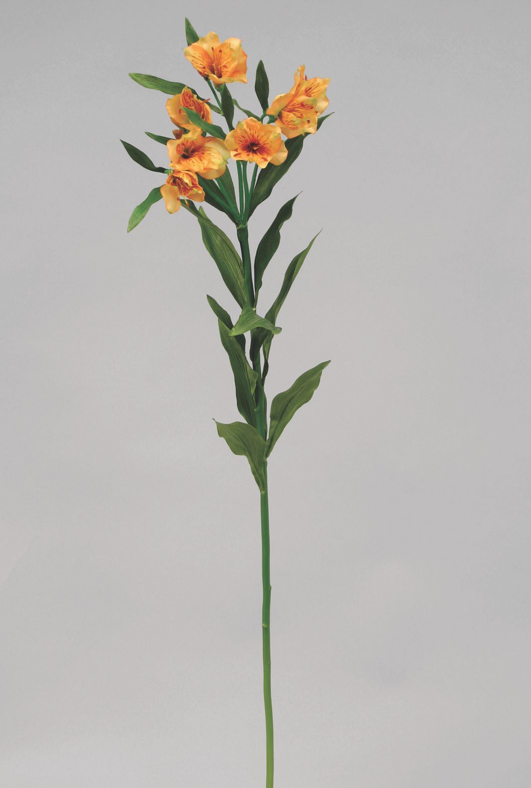 alstromeria