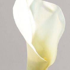 Calla
