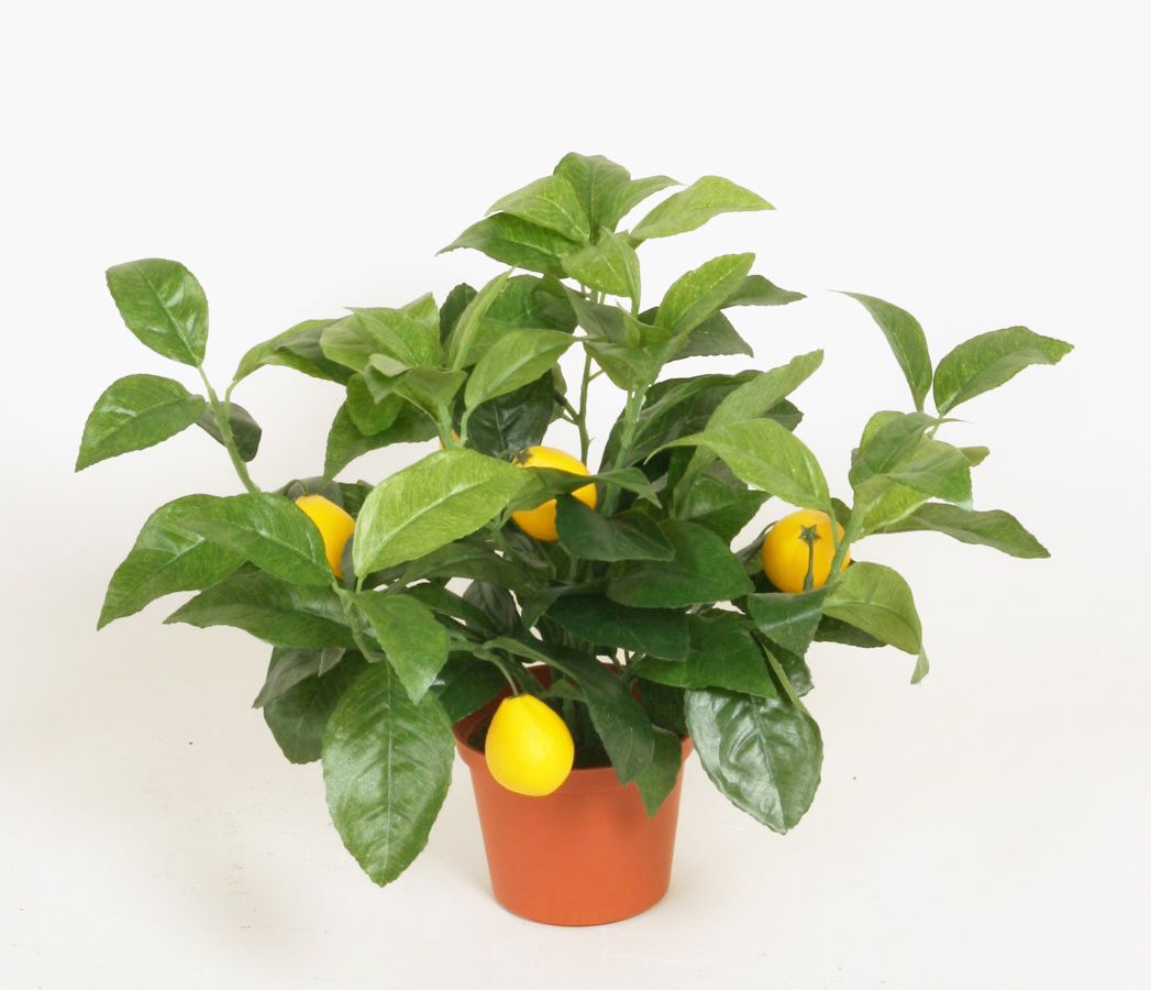 lemon 