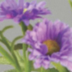 Aster