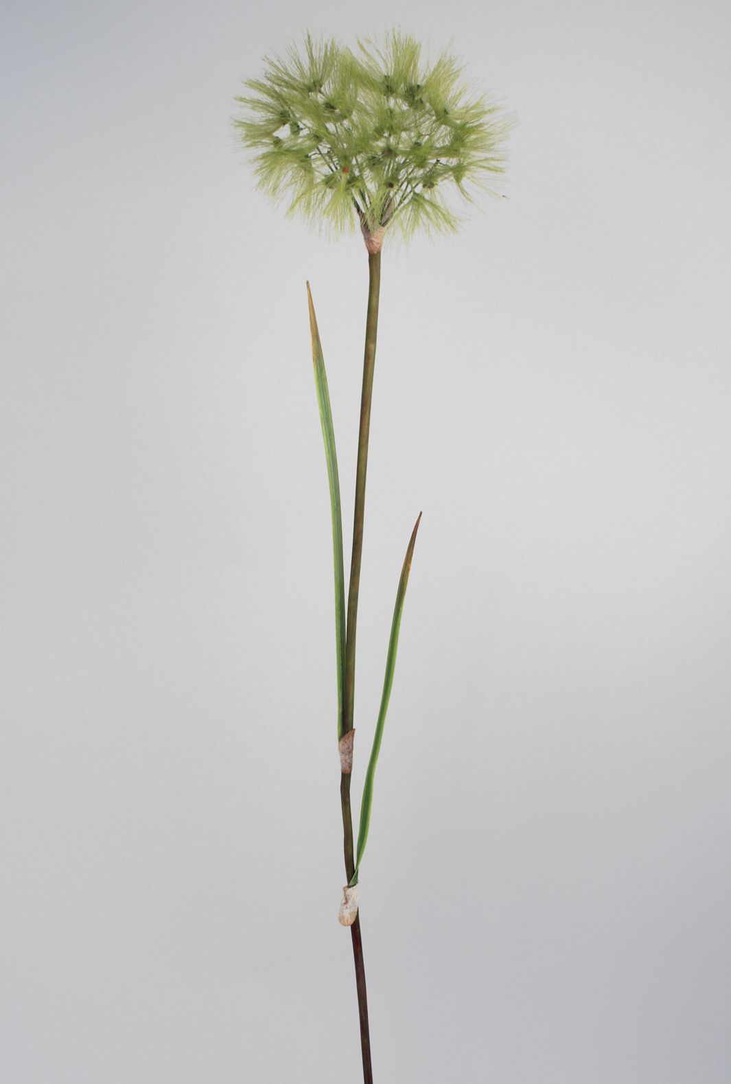 dandelion spray green 