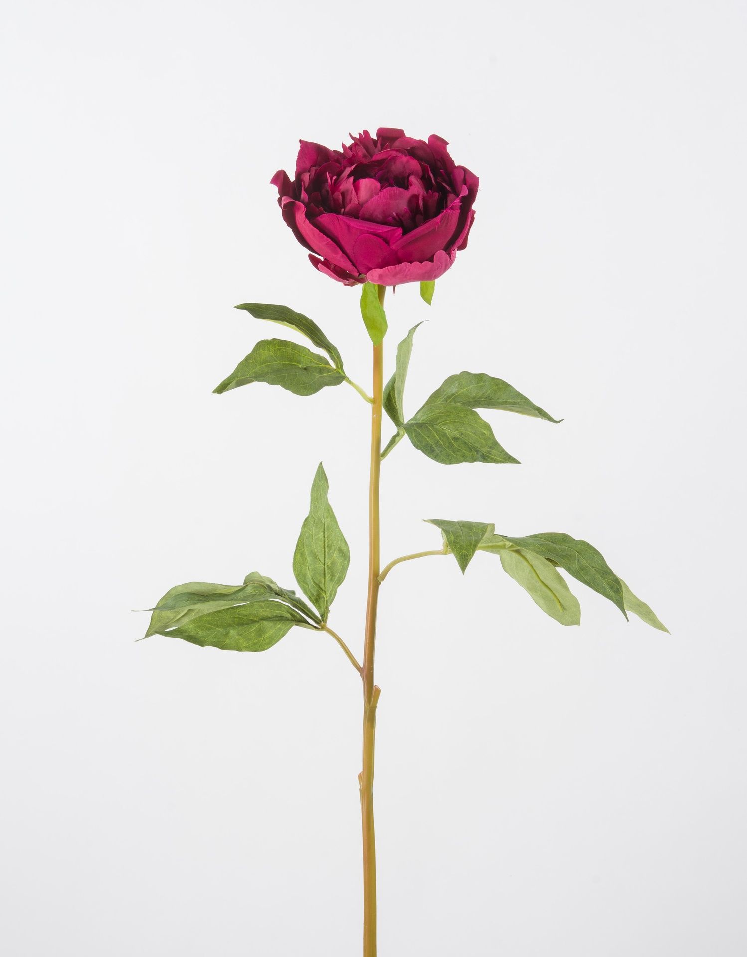 peony