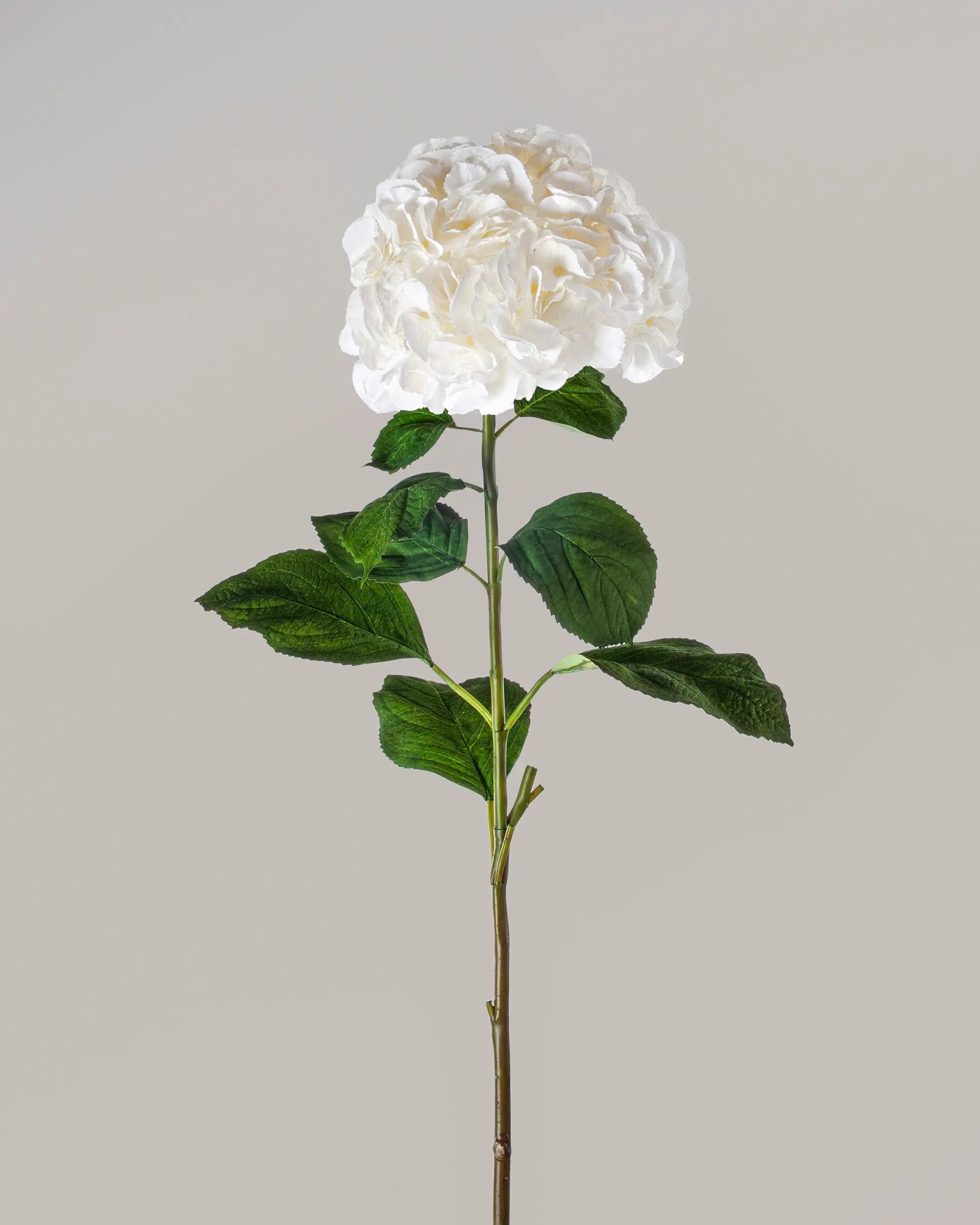 Hydrangea 