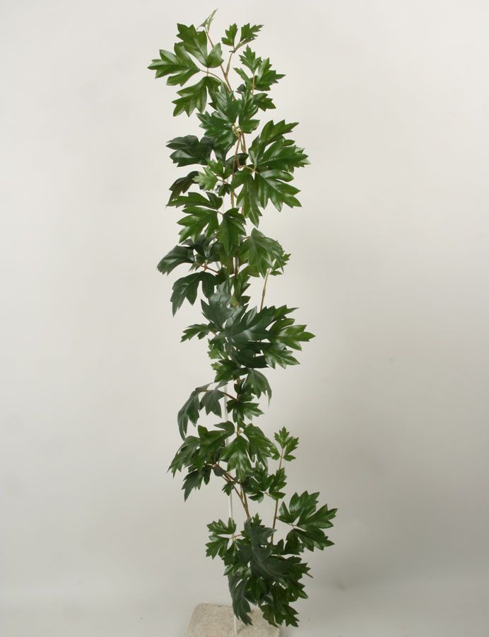 Cissus
